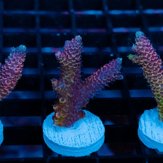 Violet Surge Mille 1046