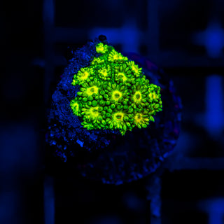 Glow Bud Goni G393