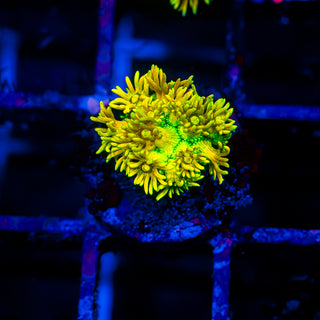 Bioflare Goni G397