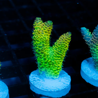 Solar Venom Mille 1105