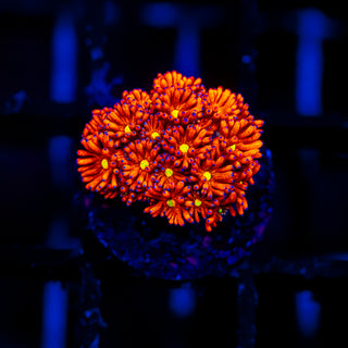 Heatwave Goni G327