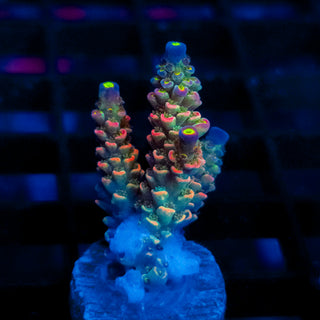 Lava Lamp 002