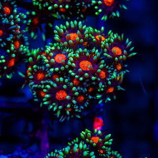 Red Eye Goni G285