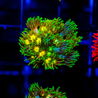 Acid Trip Goni G240