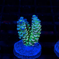Glow Tenuis LE395