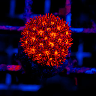 Crimson Goni G289