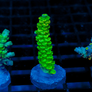 Biohazard Sunburst 724