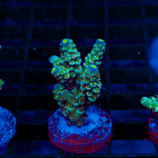 Ultra Acro 349