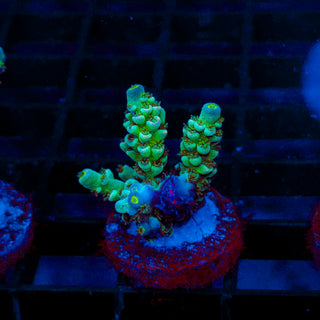 Ultra Acro 348