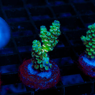 Ultra Acro 347