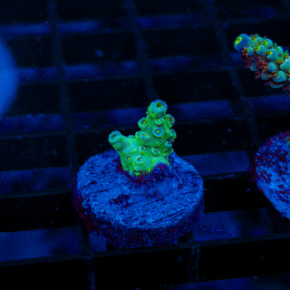 Ultra Acro 345