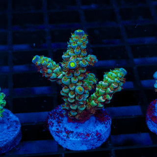 Ultra Acro 344