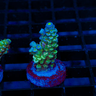 Ultra Acro 343