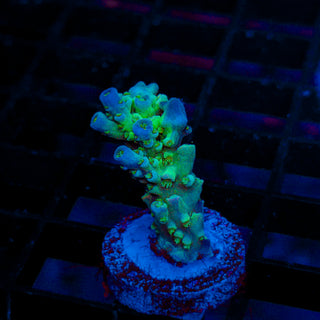 Ultra Acro 342