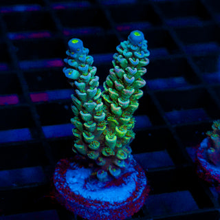 Ultra Acro 341