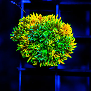 Radiant Goni G263
