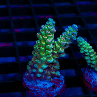 Ultra Acro 340