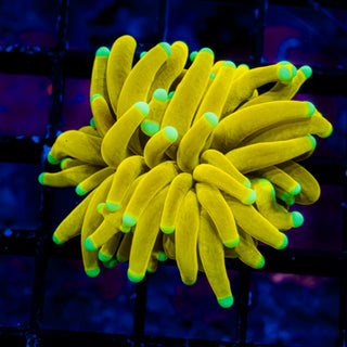 Teal Tip Banana Torch G601