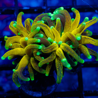 Tiger Torch Splitting G603