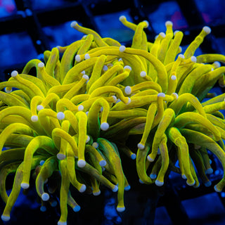 Rapunzel HG Torch 2-Heads G604