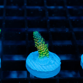 Solar Venom Mille 1079