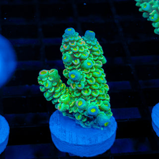 Plasma 324