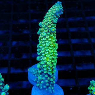Plasma 322