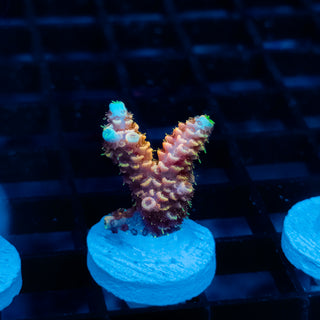 Ember Crown Mille 1007