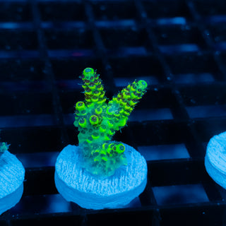 Solar Venom Mille 1078