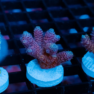 Violet Surge Mille 1043