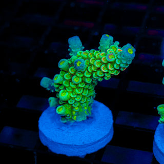 Plasma 320