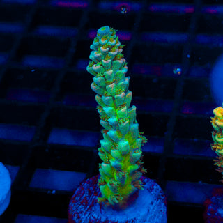 Ultra Acro 309