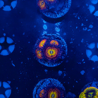 JP Bowser Zoa (4p) 807