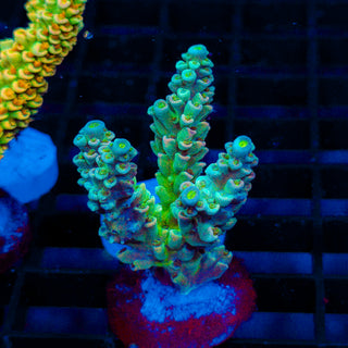 Ultra Acro 306