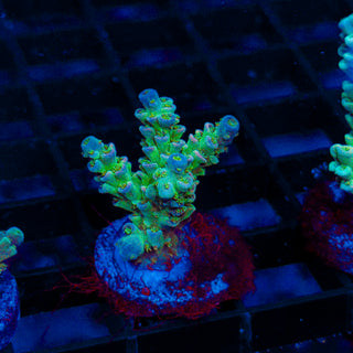 Ultra Acro 303
