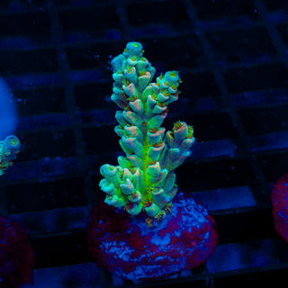 Ultra Acro 302