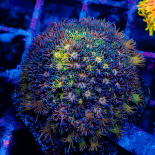 Goni Colony 708