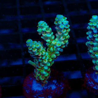 Ultra Acro 301