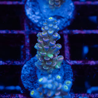 Prism R194