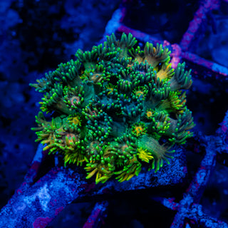 Goni Mini Colony 705