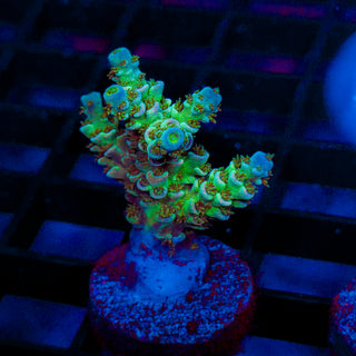 Ultra Acro 297