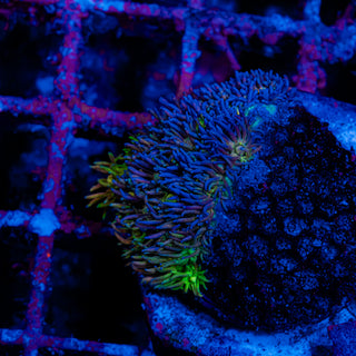 Goni Mini Colony 704