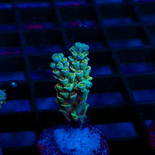 Ultra Acro 296