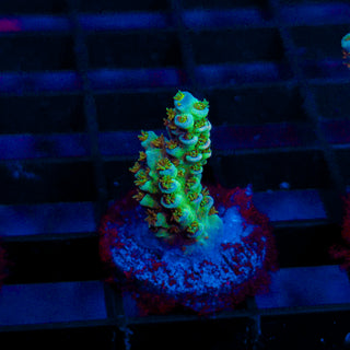 Ultra Acro 295