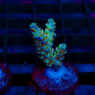Ultra Acro 294