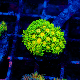 Goni Mini Colony 702