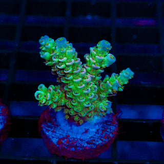 Ultra Acro 293