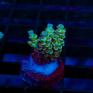 Ultra Acro 292