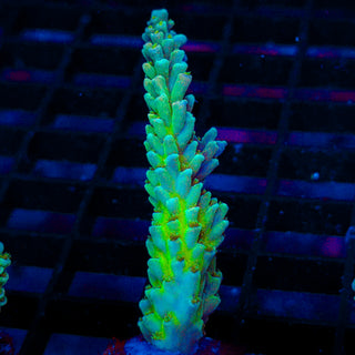 Ultra Acro 291