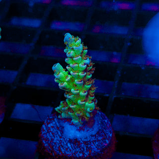 Ultra Acro 290